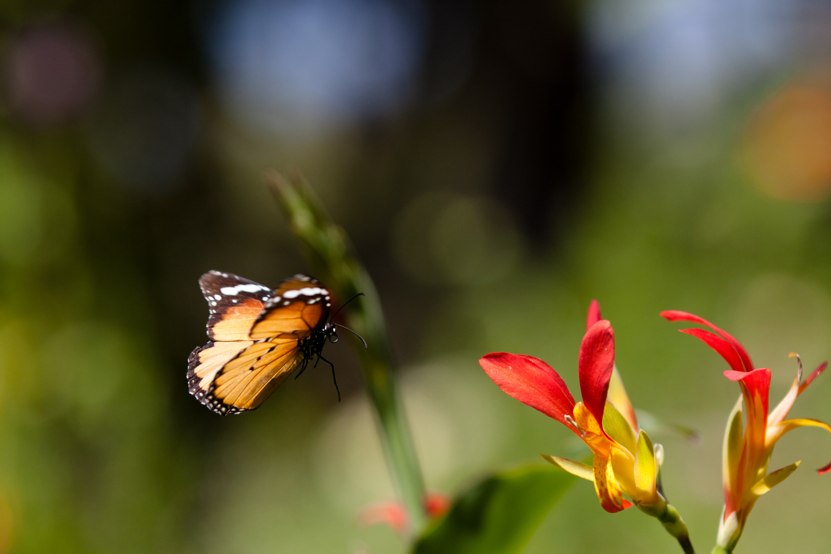 Monarchfalter im Flug