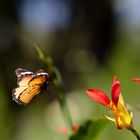 Monarchfalter im Flug