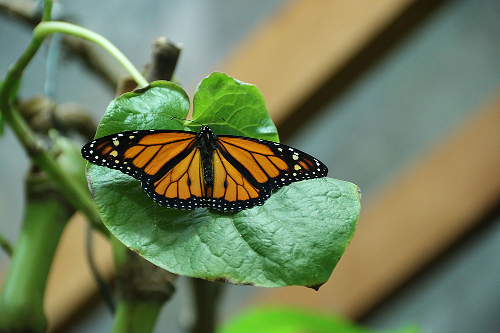 Monarchfalter in der Biosphäre Potsdam