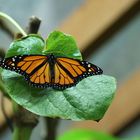 Monarchfalter in der Biosphäre Potsdam