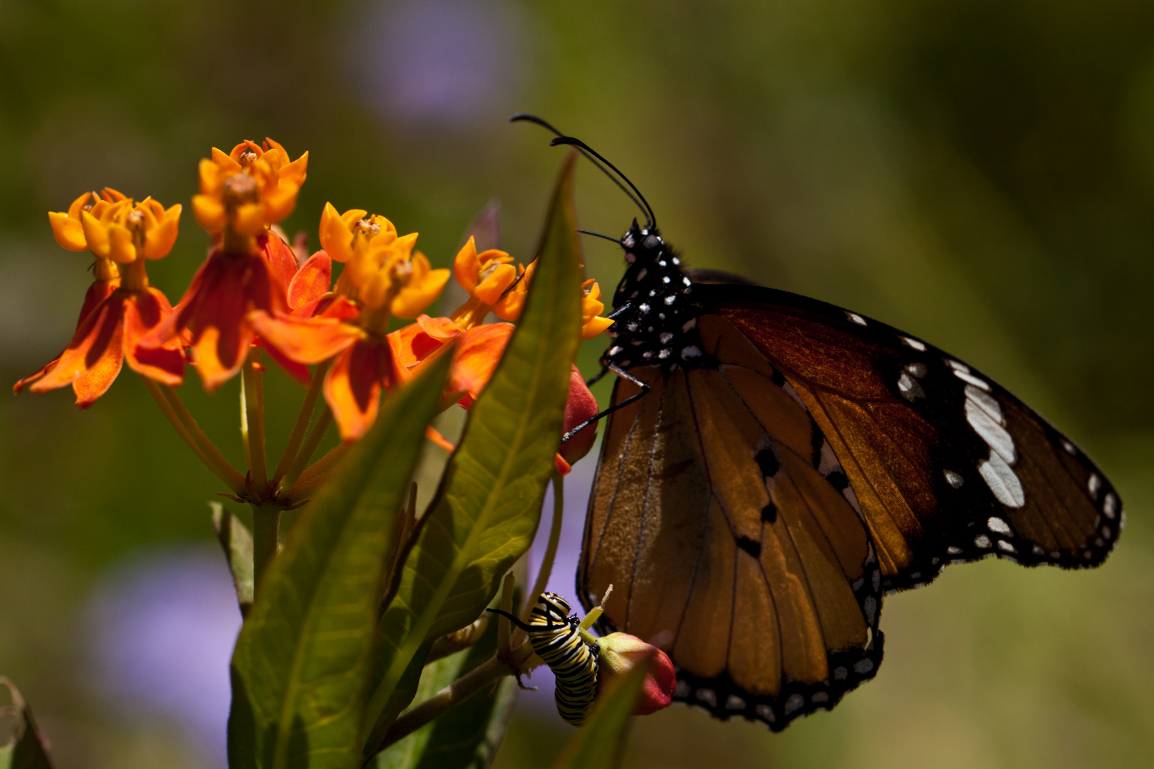 Monarchfalter mit Raupe