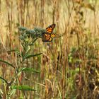 Monarchfalter mitten in New York