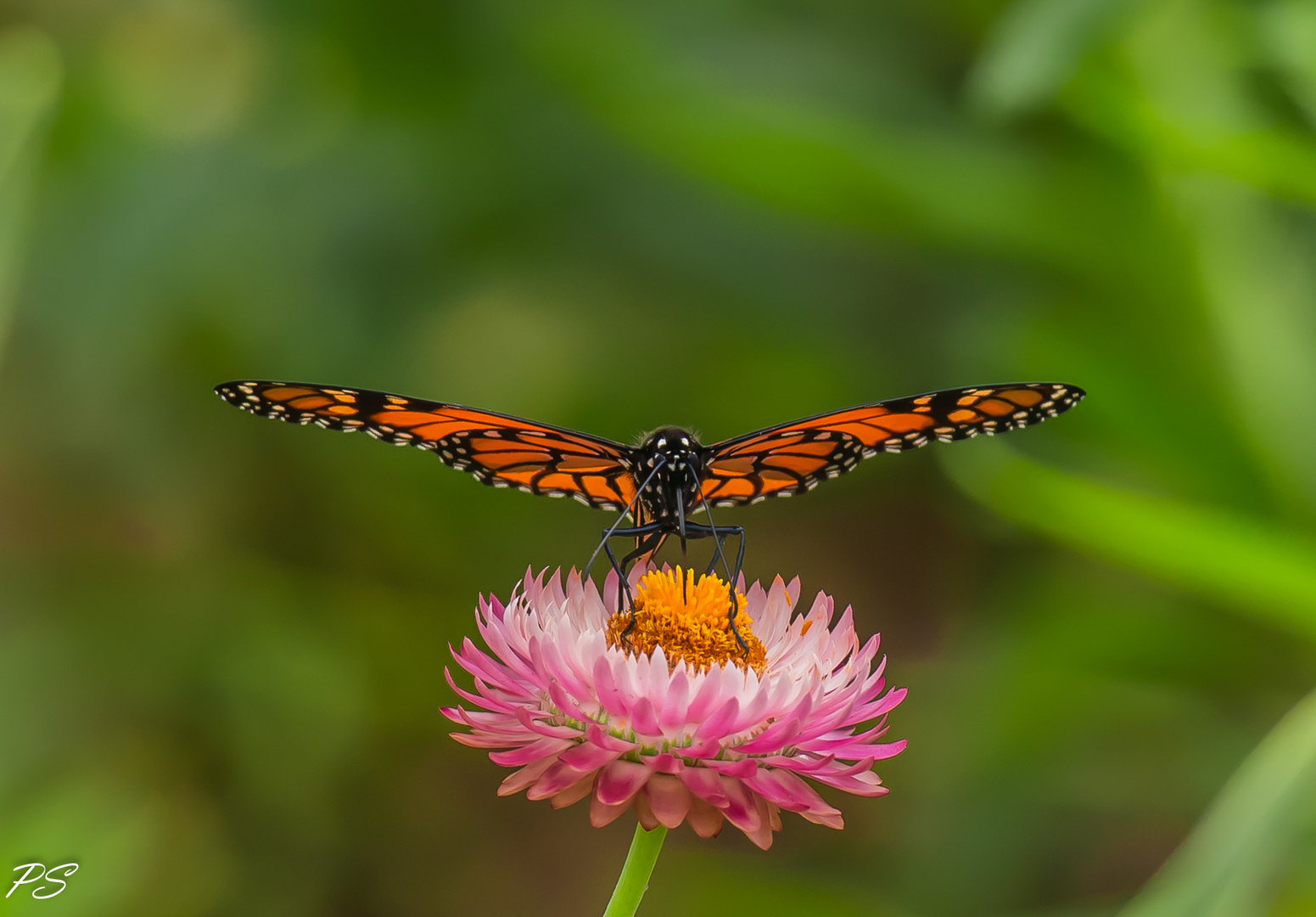 Monarchfalter /  Monarch Butterfly