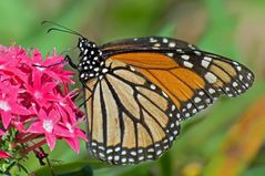 Monarchfalter - Monarch butterfly (Danaus plexippus)