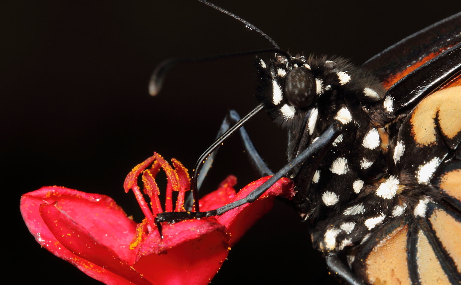 Monarchfalter Profil - Porträt