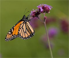 MONARCH(IE)