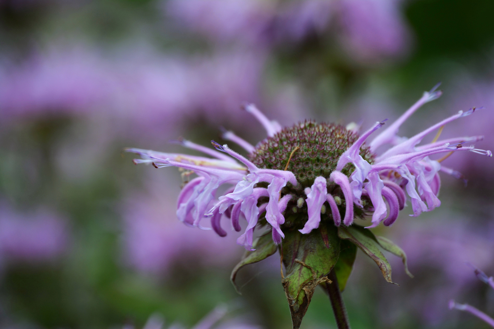 Monarda bradburiana