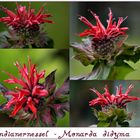 Monarda didyma 2