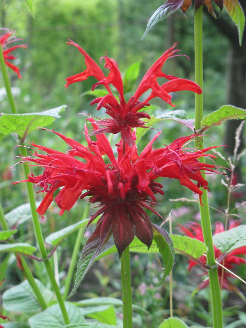 monarda didyma