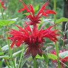 monarda didyma