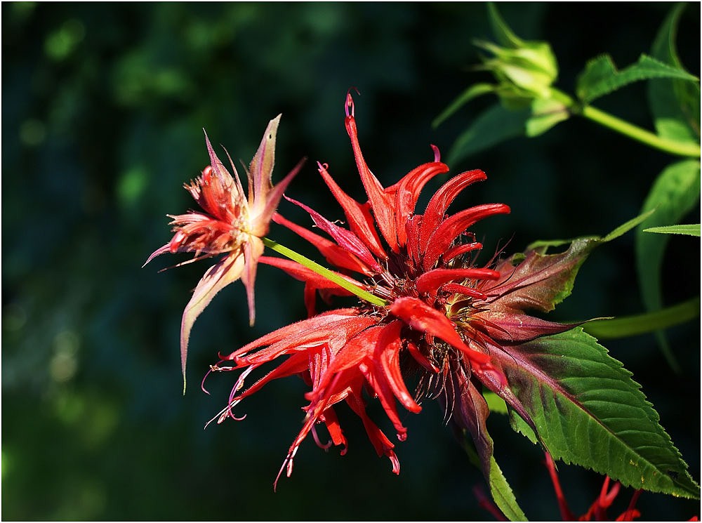 *monarda didyma*