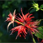 *monarda didyma*