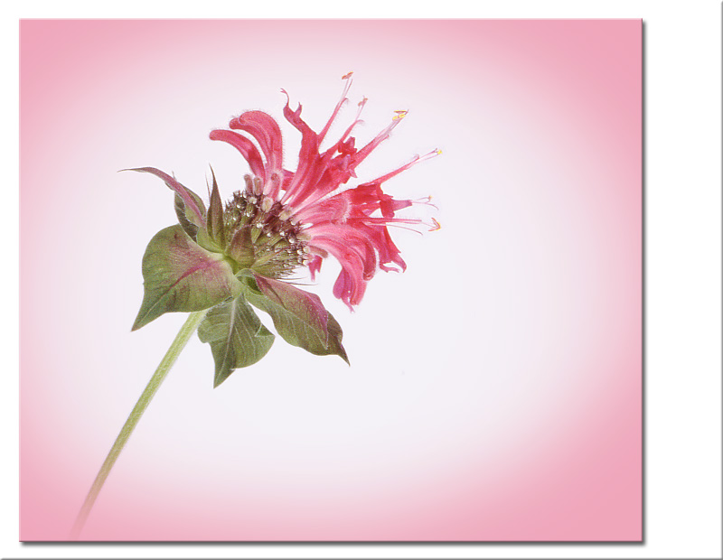 Monarda didyma - Goldmelisse