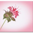 Monarda didyma - Goldmelisse