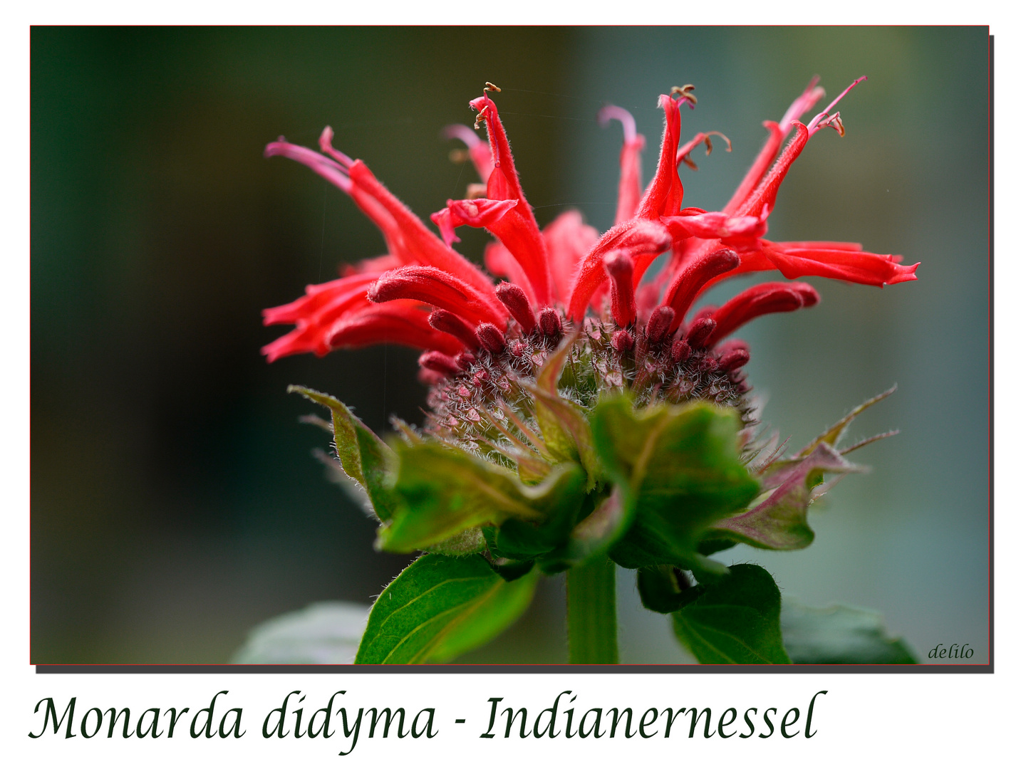 Monarda didyma - Indianernessel