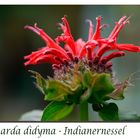 Monarda didyma - Indianernessel