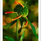 MONARDA FISTULOSA