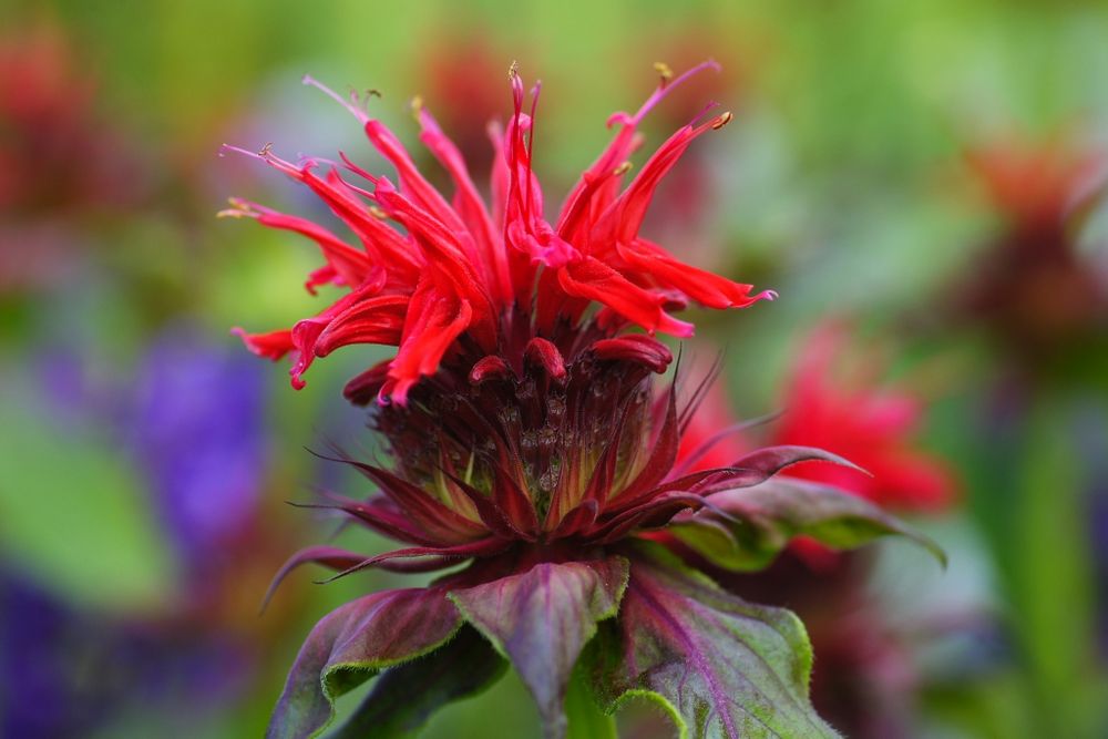 Monarde (Indianernessel)