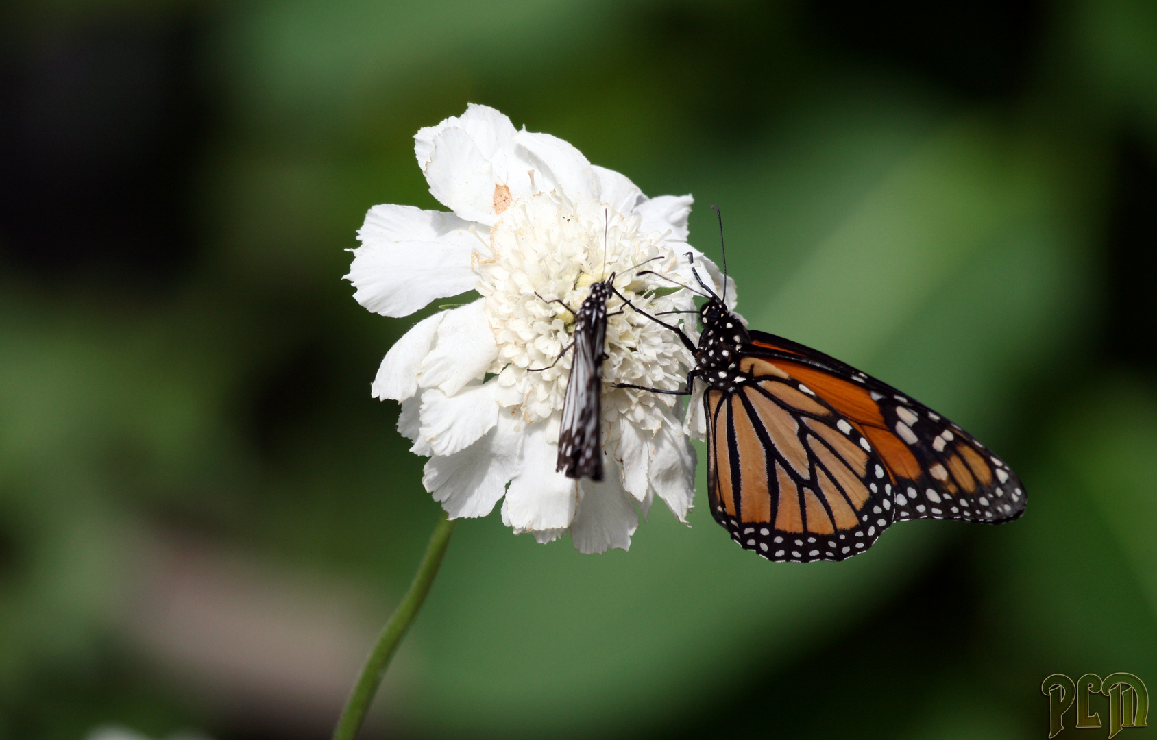 Monarque - Danaus plexippus