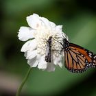 Monarque - Danaus plexippus