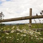 Monat Juli, Sommer voll in Pracht 