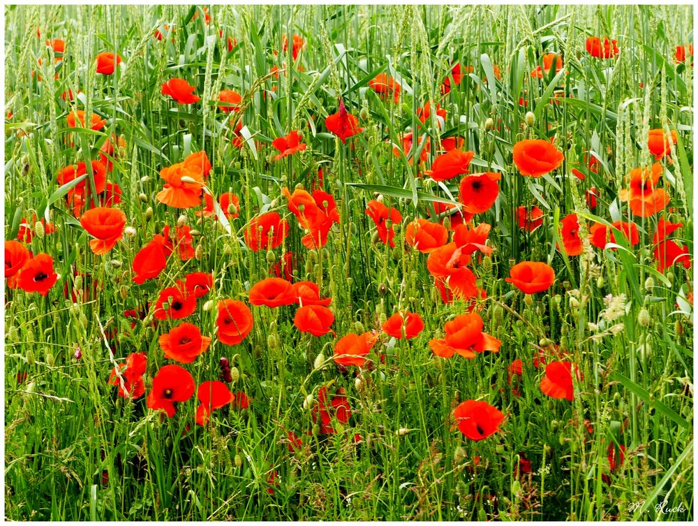 Monat Juni Klatschmohn Zeit , Foto &amp; Bild pflanzen, pilze &amp; flechten