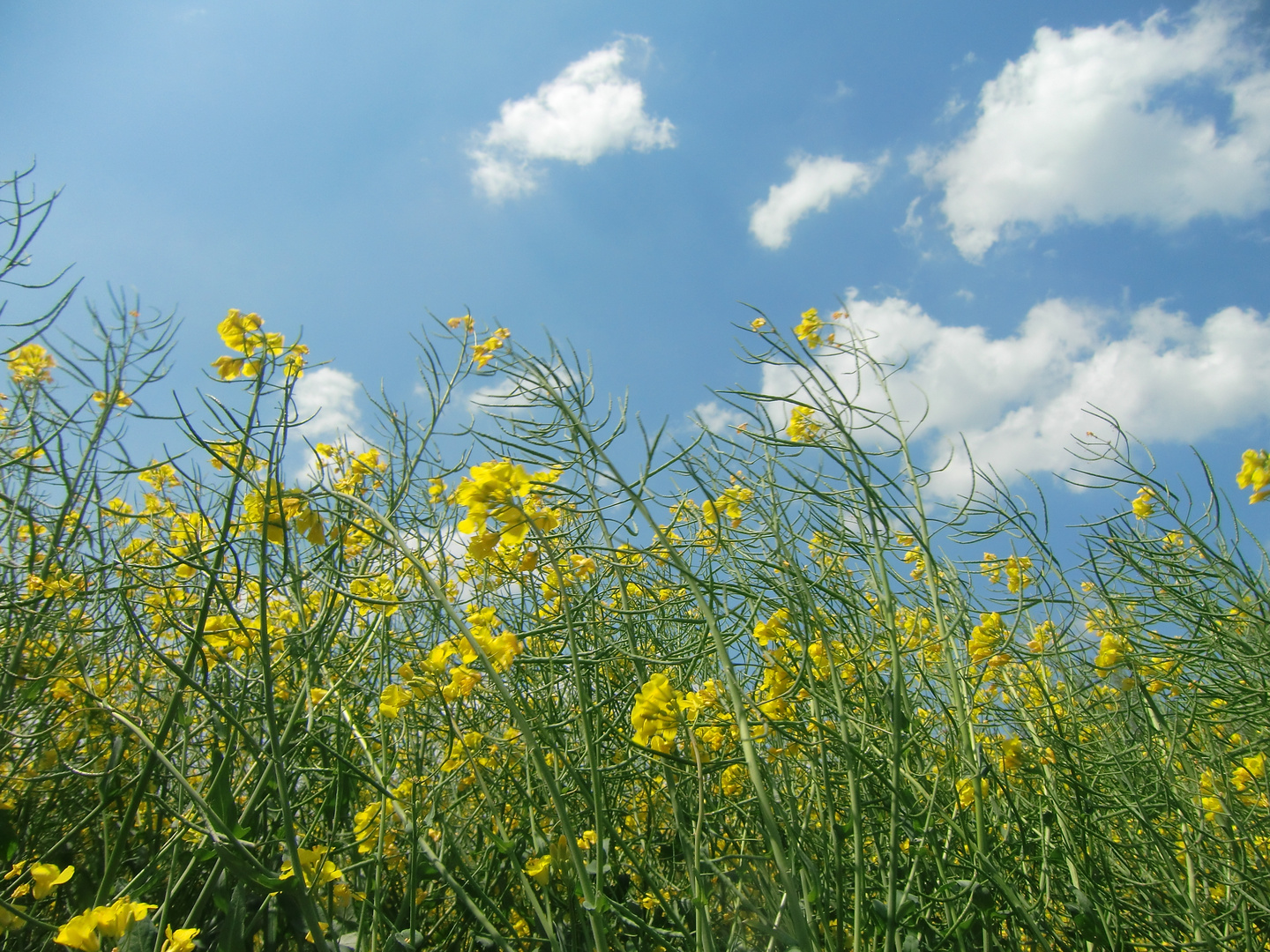 Monat - Mai Foto & Bild | schönheit der natur, mai, wiese Bilder auf