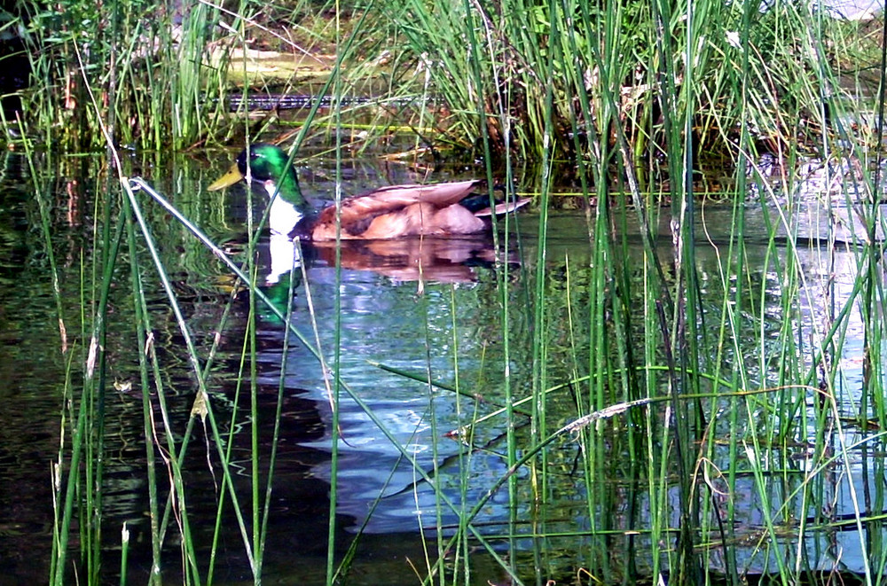 Monate : nel lago delle fiabe