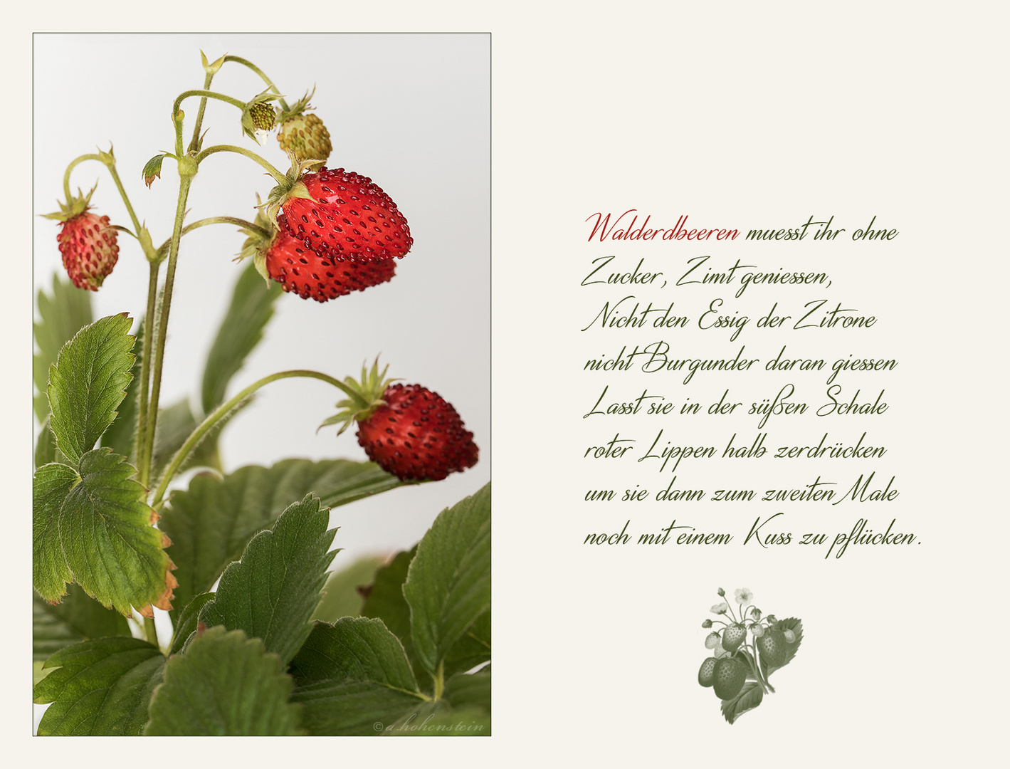 Monatserdbeeren oder Walderdbeeren...