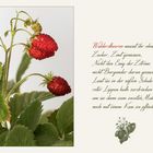 Monatserdbeeren oder Walderdbeeren...