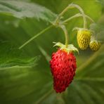 Monatserdbeeren - Walderdbeeren... 