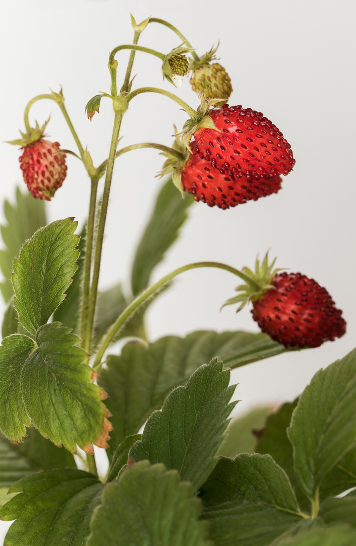 Monatserdbeeren - Walderdbeeren II.