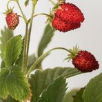 Monatserdbeeren - Walderdbeeren II.