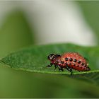 Monatsprojekt Januar: Metamorphosen der Natur