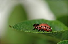 Monatsprojekt Januar: Metamorphosen der Natur