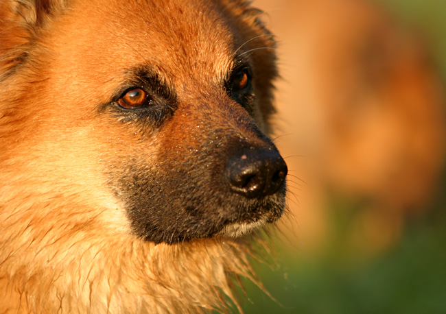 Monatsthema Hundeaugen