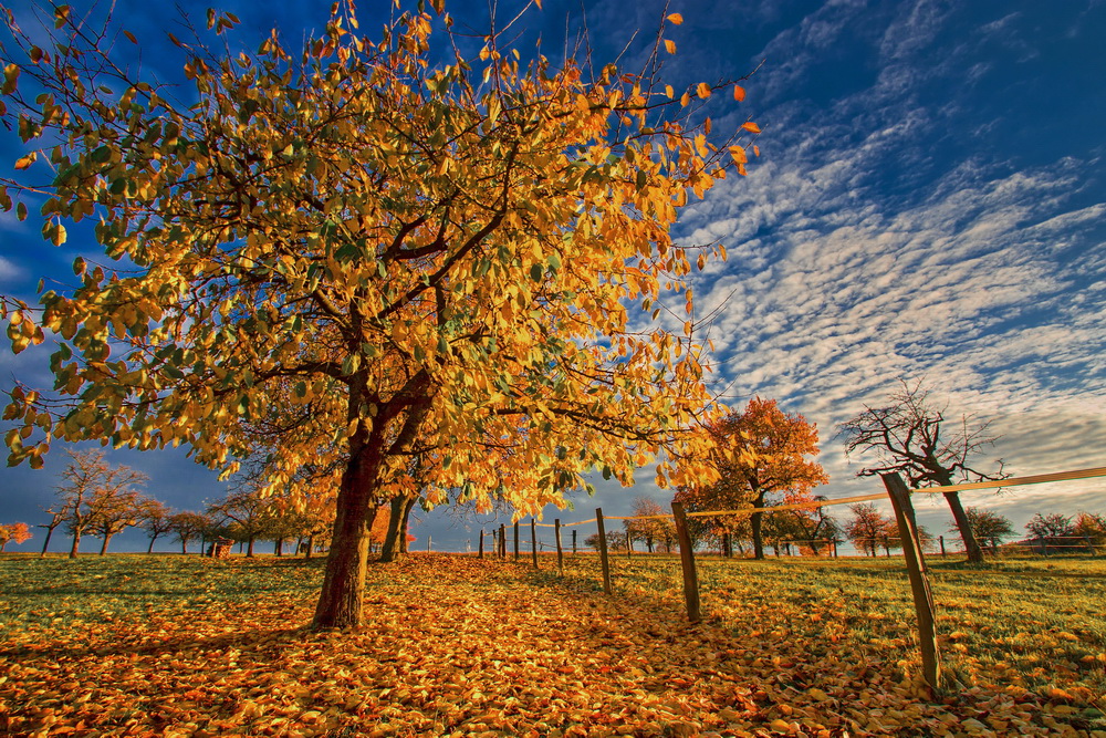 Monatswettbewerb Natur Herbstlaub