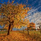 Monatswettbewerb Natur Herbstlaub