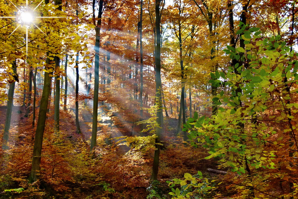 Monatswettbewerb Natur Herbstlaub Nr.2