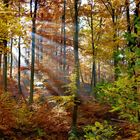 Monatswettbewerb Natur Herbstlaub Nr.2