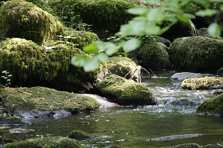 Monbachschlucht