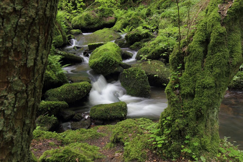 Monbachtal bei Bad Liebenzell im Schwarzwald