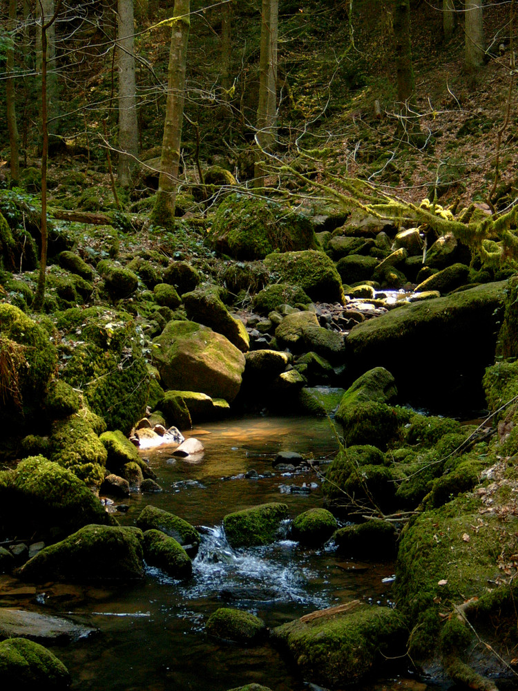 Monbachtal im Frühling ...