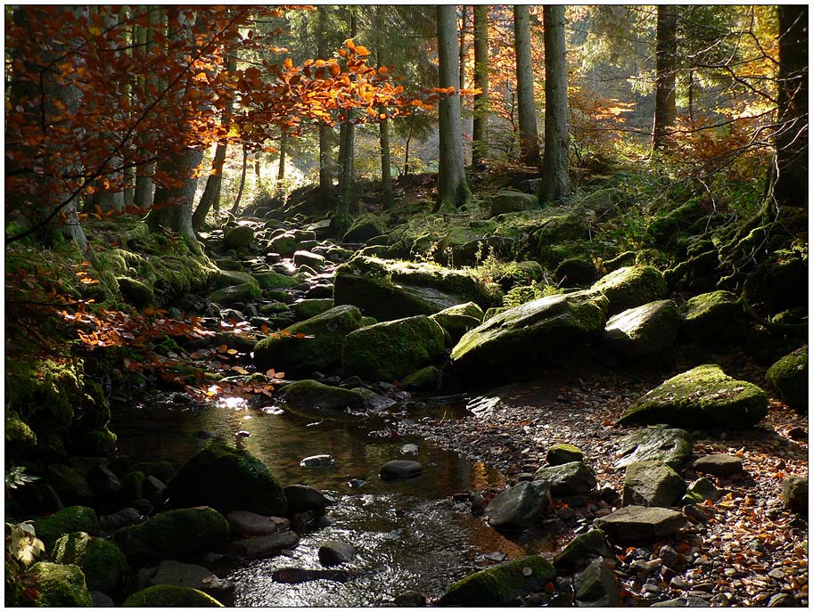 Monbachtal im Gegenlicht