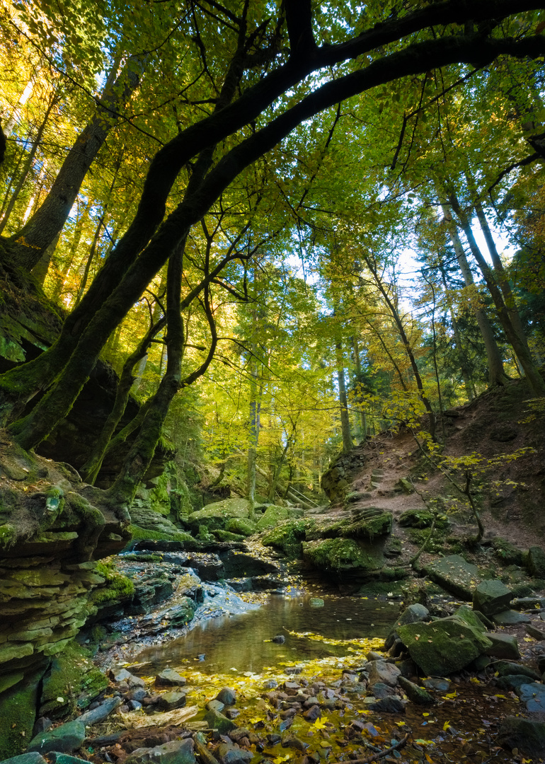 Monbachtal im Herbst