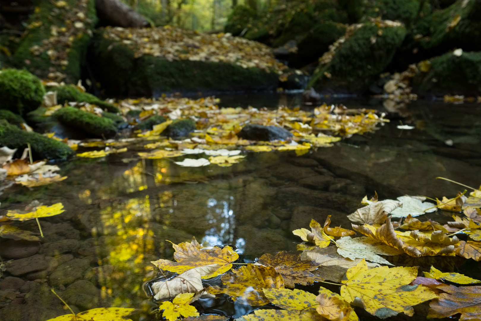 Monbachtal im Herbst