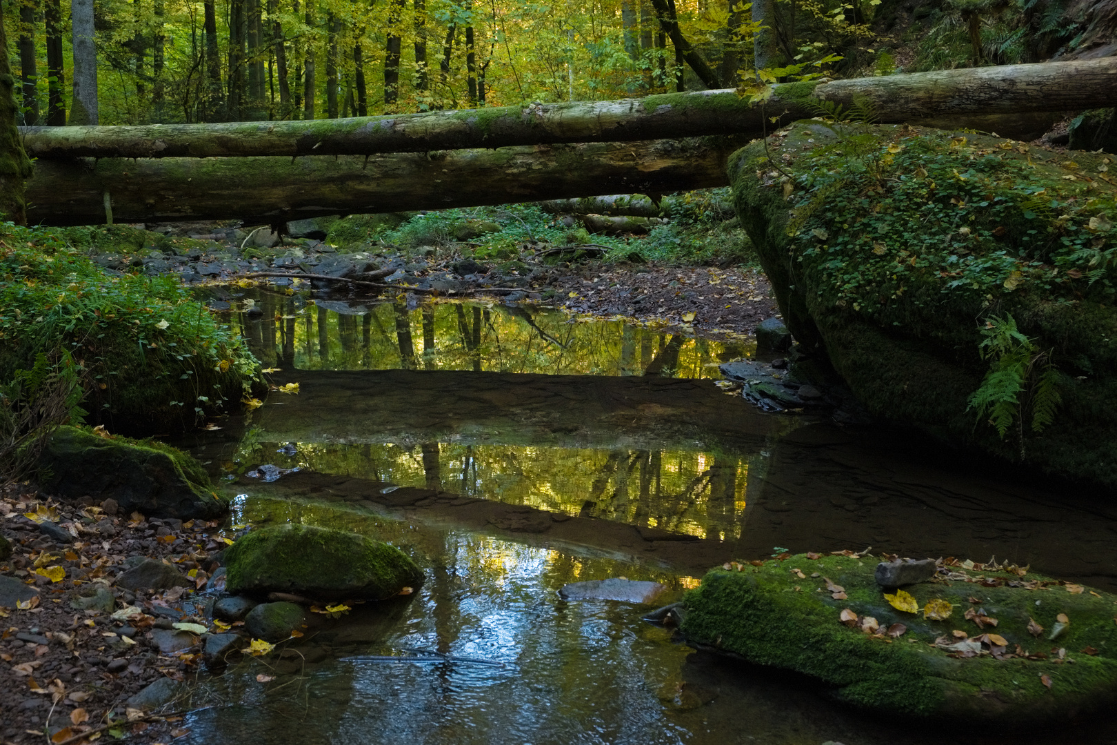 Monbachtal im Herbst