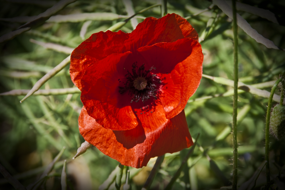 Monblume von Michael Fröb 