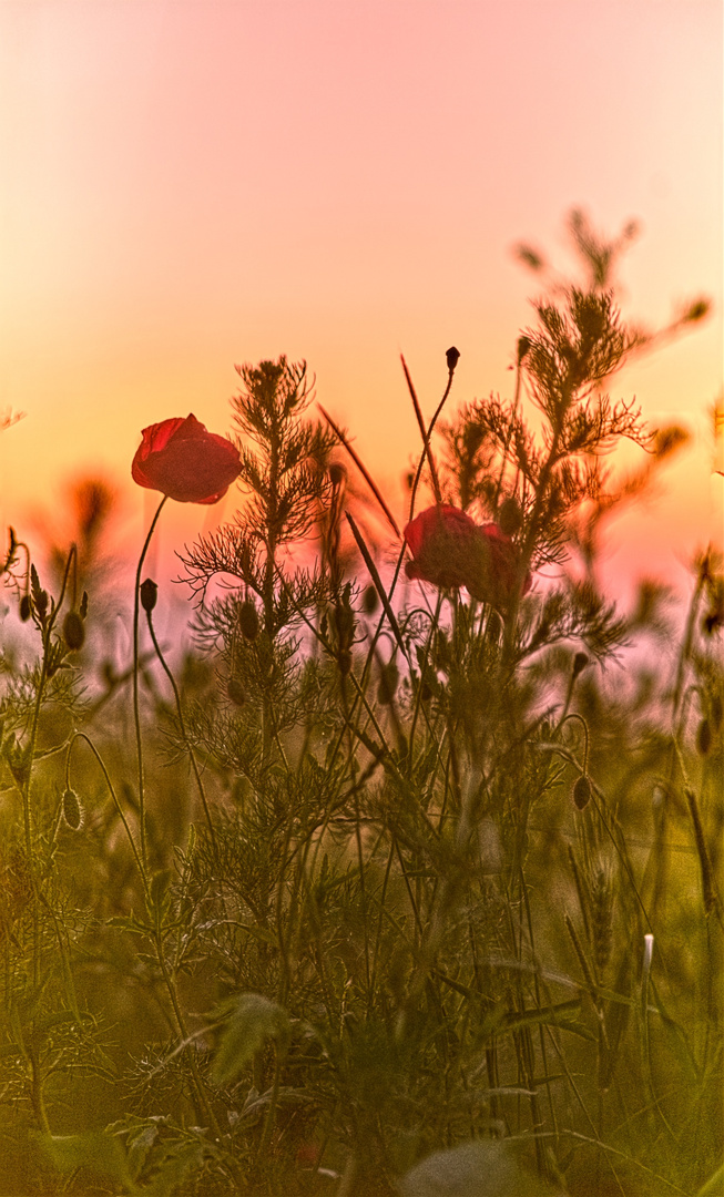 Monblume im Sonnenuntergang 