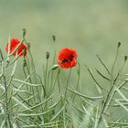 monblume mit besuch